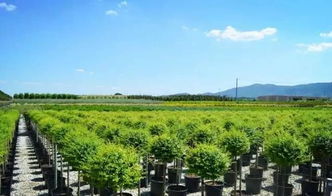 看國外先進苗圃，苗木產(chǎn)業(yè)的差距與啟示