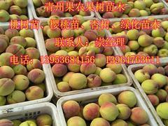 精品映霜紅桃苗推薦 高產(chǎn)優(yōu)質(zhì)、選購指南與價格分析