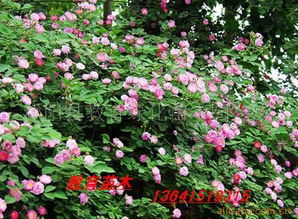 沭陽縣教育綠化苗木園藝場攀援植物產(chǎn)品列表
