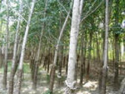 山東省濟寧秀冉苗木基地 優(yōu)質(zhì)苗木產(chǎn)品展示